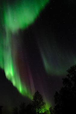 Aurora