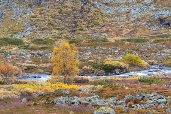 Bergbach | Hallingskarvet