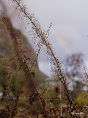 Dead Branches and a Rainbow, Å i Lofoten