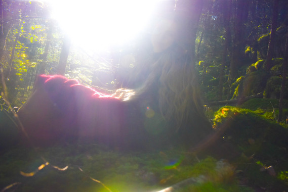 Early morning in the forest