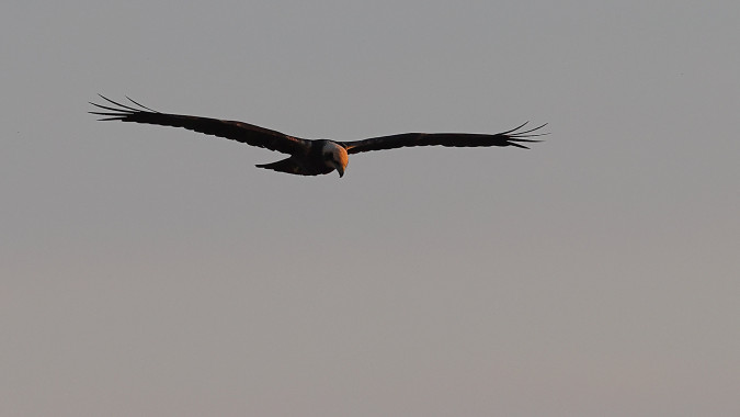 Western Marsh Harrier