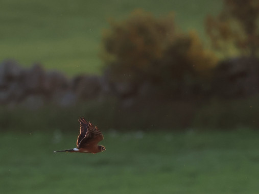 Pallid Harrier
