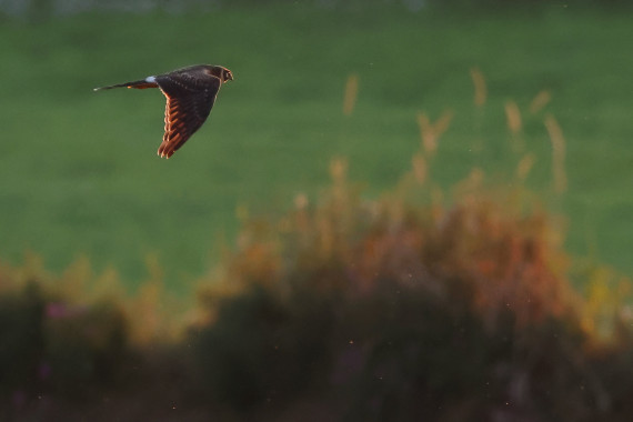 Pallid Harrier