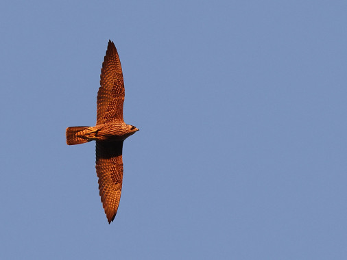 Peregrine Falcon