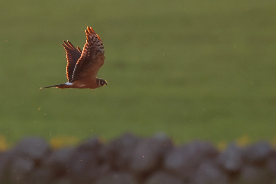Pallid Harrier