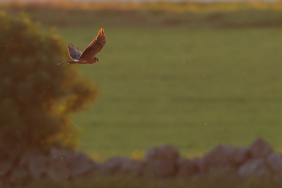 Pallid Harrier