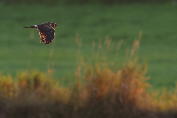 Pallid Harrier