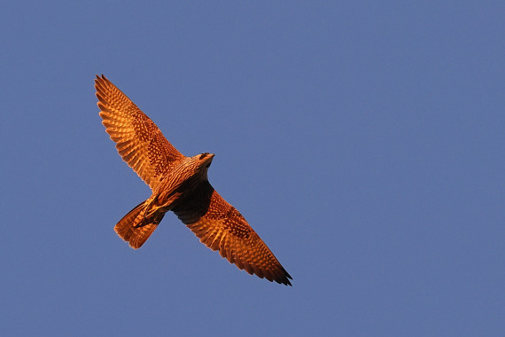 Peregrine Falcon