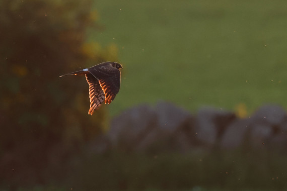 Pallid Harrier