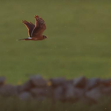 Pallid Harrier