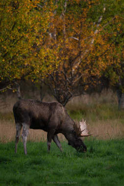 Autumn Moose