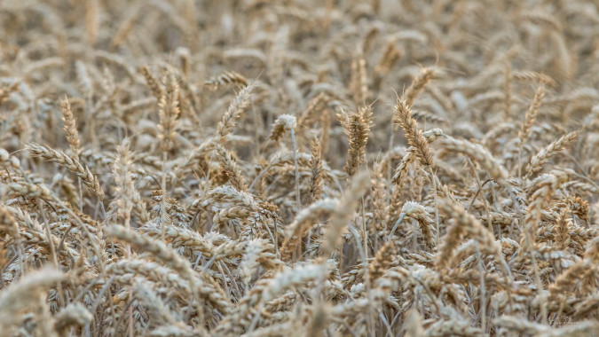 The Harvest Hymn