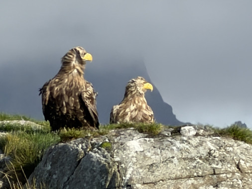 White-Tailed Eagles In Norway