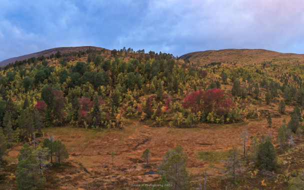Red Autumn Trees