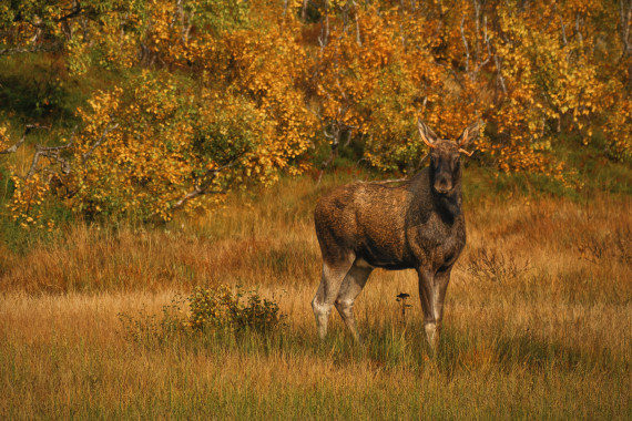 Moose In Its Natural Habitat