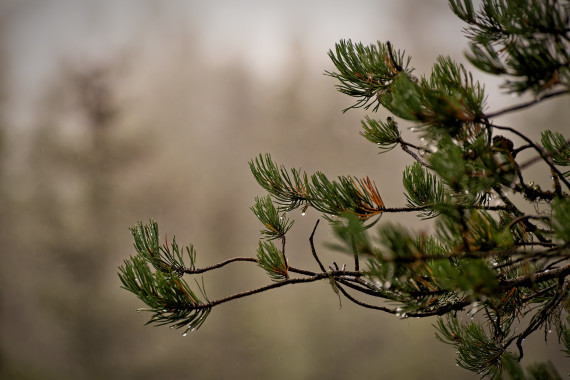Rainy Day In The Trees