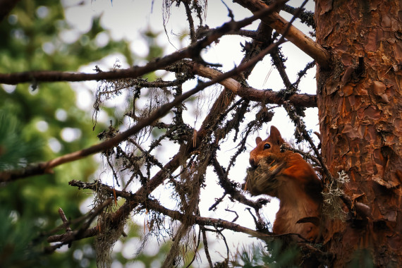 Sciurus vulgaris