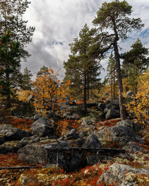 Norwegian Autumn