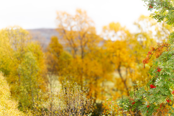 Norwegian Autumn